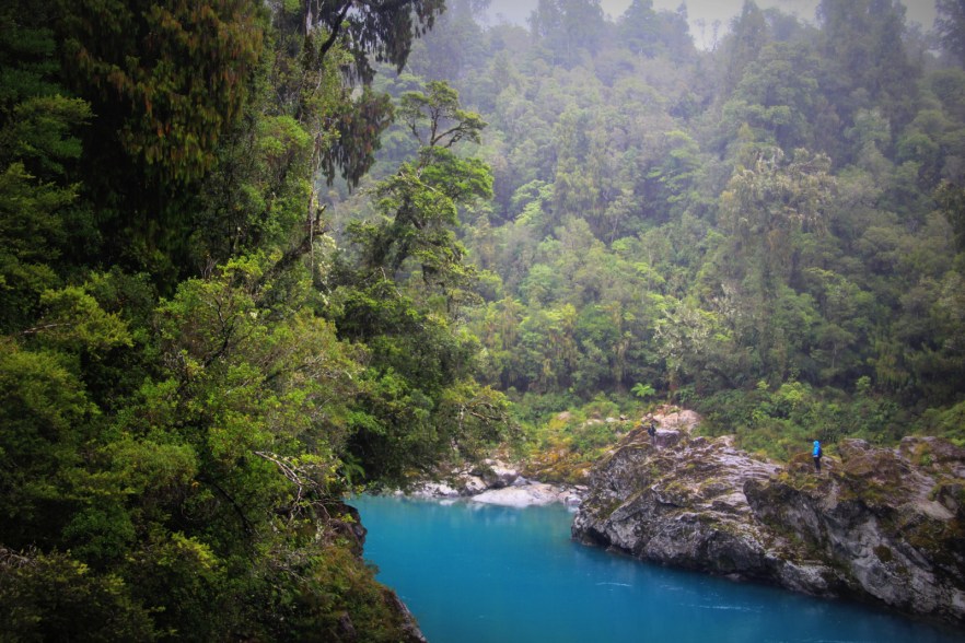 New Zealand forest New Zealand forest