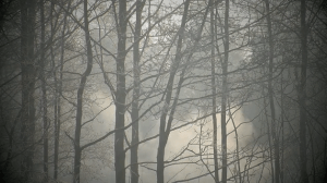 breathing with the alder: C fitzgerald 2011