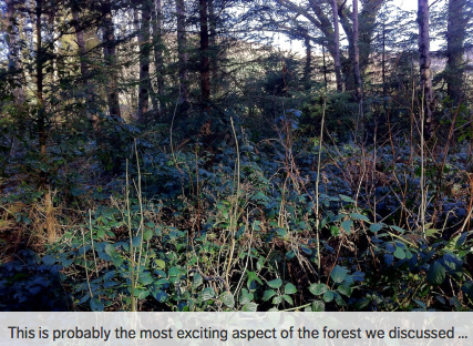 Light pockets created by creating chimneys of light in the forest canopy which draws up young Ash samplings