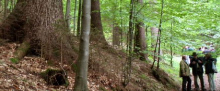 A Slovenian permanent forest - where clearfelling (clearcutting) has not been performed for 64 years!