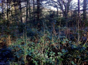 ash, naturally regenerating, Ireland