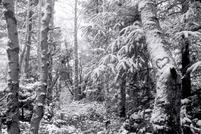 hollywood forest, feb 5 2013, south carlow, ireland