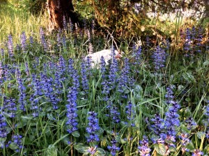 Woundwort, almost as pretty as bluebells where it appears under some of our conifers