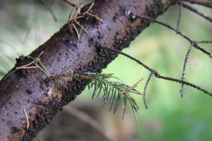 The sitka spruce seemed to be exuding a lot of sap this year,