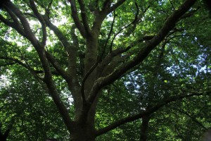 I've always been curious about some very established trees in a nearby field down the road -great old oaks,