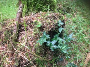 Common ivy creeps everywhere, along with sphagnum moss and brambles.