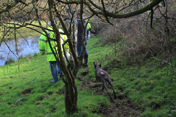 Holly charging around Fritz' site on our visit to hear his plans on planting a woodland
