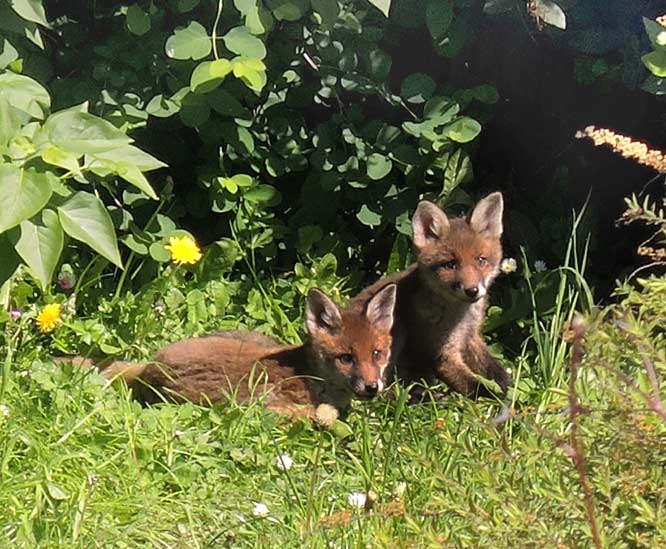 photo by Eoin Mac Lochlainn of urban fox