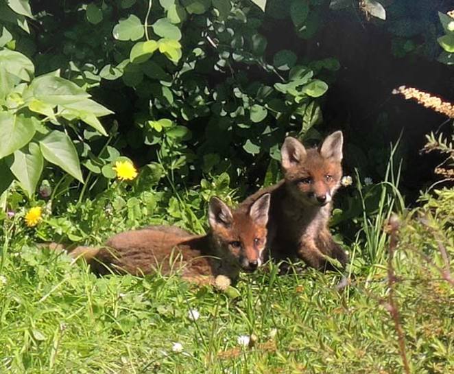photo by Eoin Mac Lochlainn of urban fox