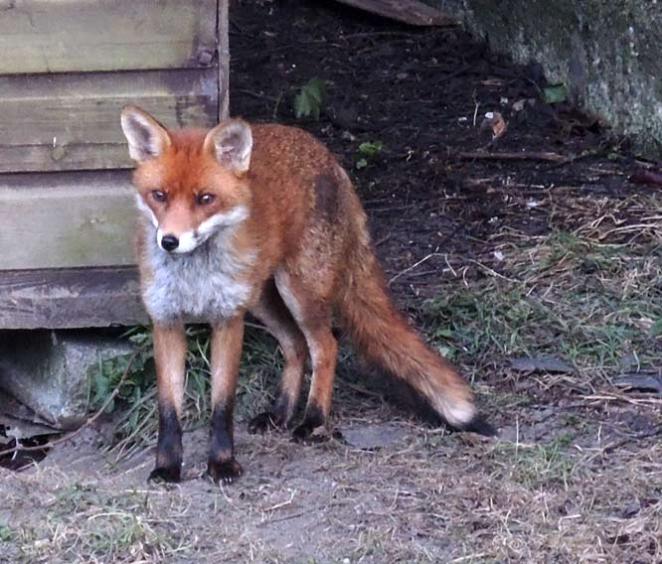 Photo by Eoin Mac Lochlainn of urban fox