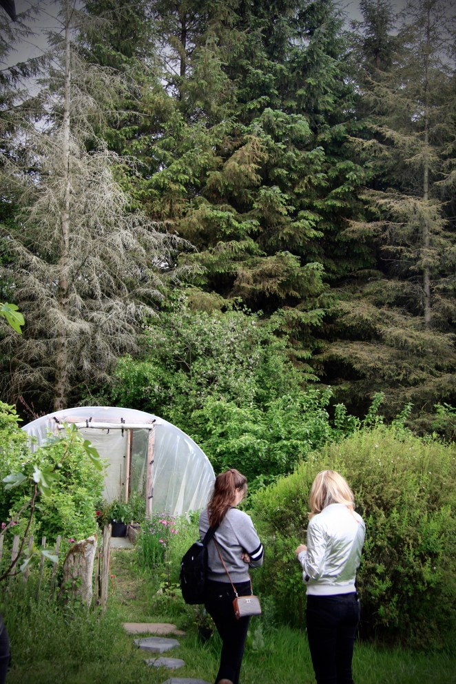In the upper left of this image is one of our mature Sitka spruce-fir trees that has died. Its a tree I have left standing to tell visitors about the effects of warming temperatures. With climate breakdown, aphids and other pests are attacking some of our trees. Most trees survive such attacks, but if they are repeatedly attacked over successive years, the stress to the tree can be too much. We also leave dead trees standing as they are a haven for wildlife and insects. Unfortunately, we think this summer will reveal more aphid damage in Hollywood Forest this year but other species are thriving too.