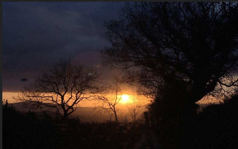 Dawn of the Symbiocene, Photo: Cathy Fitzgerald, 2019