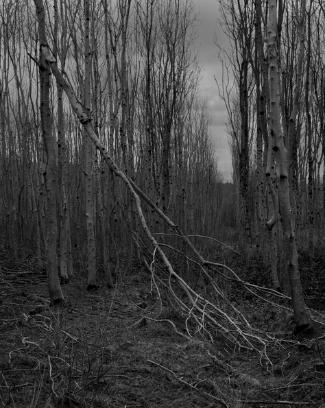 One of the new photographic images by Sara Flynn for the upcoming New Works Ireland exhibition in which she explores the devastating Ash dieback disease affecting one of Ireland's most loved native trees.