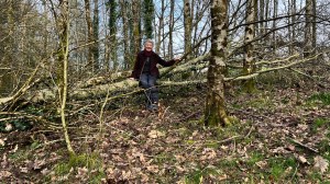 Jan Alexander sitting on fallen 'nurse' tree